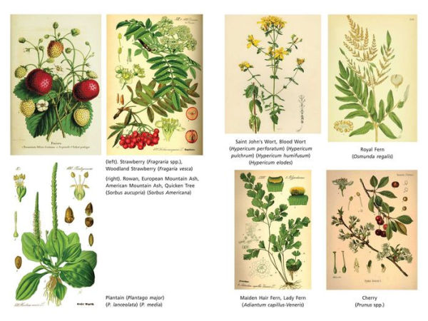 The Sacred Herbs of Spring: Magical, Healing, and Edible Plants to Celebrate Beltaine