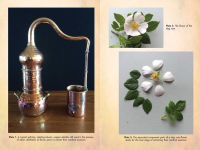 Alternative view 2 of Flower Magic of the Druids: How to Craft Potions, Spells, and Enchantments