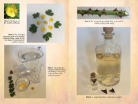 Alternative view 3 of Flower Magic of the Druids: How to Craft Potions, Spells, and Enchantments