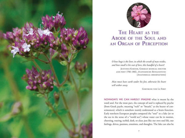 The Heart and Its Healing Plants: Traditional Herbal Remedies and Modern Heart Conditions