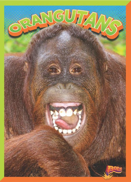 Orangutans