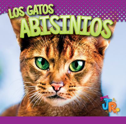 Los Gatos Abisinios