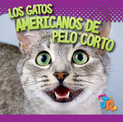 Los Gatos Americanos de Pelo Corto