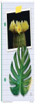 Alternative view 6 of ¡Todo sobre las plantas!: Ada Magnífica, científica investiga / All about Plants! (Ada Twist, Scientist: The Why Files #2)