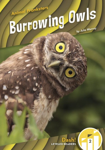 Burrowing Owls