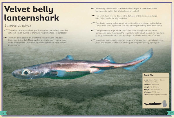The Magnificent Book of Sharks