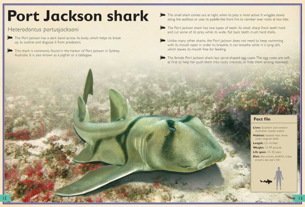 The Magnificent Book of Sharks