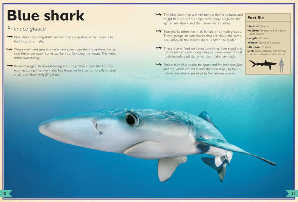 The Magnificent Book of Sharks