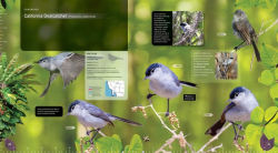 Alternative view 4 of Life-Size Birds: The Big Book of North American Birds