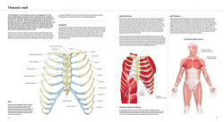 Alternative view 2 of Anatomy Explorer