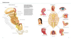 Alternative view 3 of Anatomy Explorer
