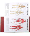 Alternative view 7 of Anatomy Explorer