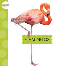 Title: Flamingos, Author: Lisa Amstutz