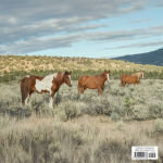 Alternative view 8 of The Wild Boys of Skydog