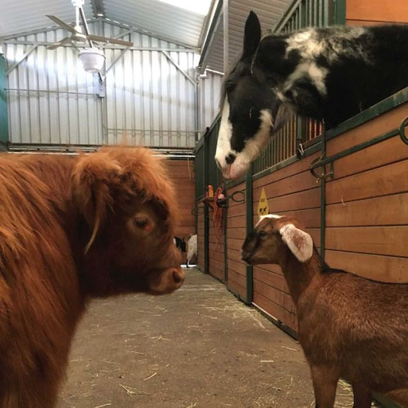 Buckley the Highland Cow and Ralphy the Goat: A True Story about Kindness, Friendship, and Being Yourself