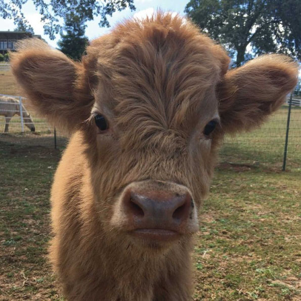 Buckley the Highland Cow and Ralphy the Goat: A True Story about Kindness, Friendship, and Being Yourself