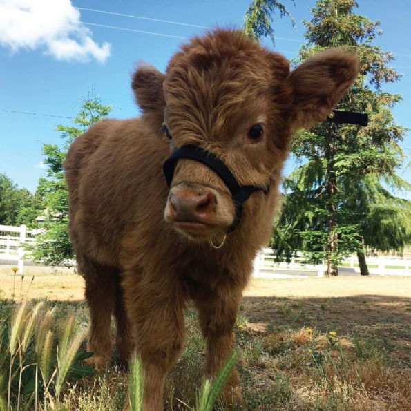 Buckley the Highland Cow and Ralphy the Goat: A True Story about Kindness, Friendship, and Being Yourself