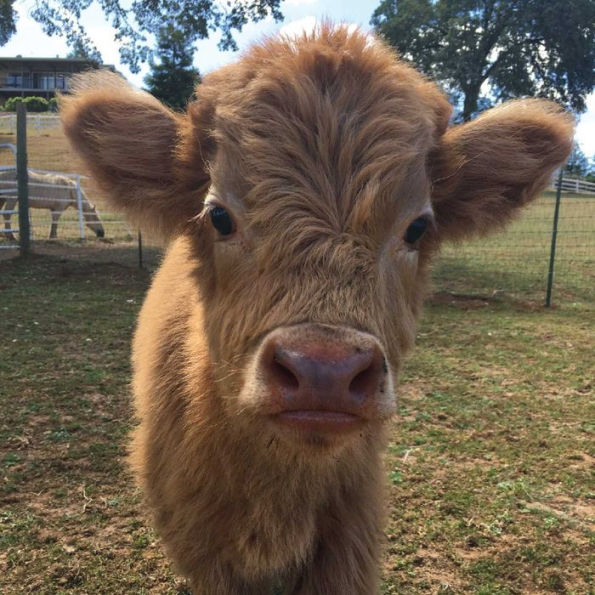 Buckley the Highland Cow and Ralphy the Goat: A True Story about Kindness, Friendship, and Being Yourself