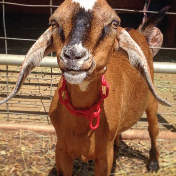 Buckley the Highland Cow and Ralphy the Goat: A True Story about Kindness, Friendship, and Being Yourself