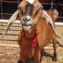 Alternative view 2 of Buckley the Highland Cow and Ralphy the Goat: A True Story about Kindness, Friendship, and Being Yourself