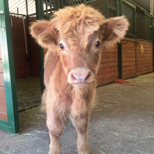 Buckley the Highland Cow and Ralphy the Goat: A True Story about Kindness, Friendship, and Being Yourself