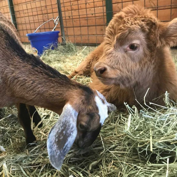 Buckley the Highland Cow and Ralphy the Goat: A True Story about Kindness, Friendship, and Being Yourself