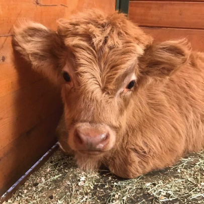 Buckley the Highland Cow and Ralphy the Goat: A True Story about Kindness, Friendship, and Being Yourself