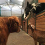 Alternative view 9 of Buckley the Highland Cow and Ralphy the Goat: A True Story about Kindness, Friendship, and Being Yourself