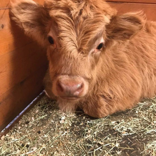 Buckley the Highland Cow and Ralphy the Goat: A True Story about Kindness, Friendship, and Being Yourself