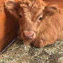 Alternative view 10 of Buckley the Highland Cow and Ralphy the Goat: A True Story about Kindness, Friendship, and Being Yourself