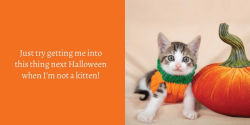 Alternative view 11 of Let Me Knock That Off the Counter for You: And More Everyday Sass from Cats