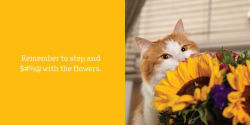 Alternative view 12 of Let Me Knock That Off the Counter for You: And More Everyday Sass from Cats