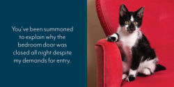 Alternative view 13 of Let Me Knock That Off the Counter for You: And More Everyday Sass from Cats
