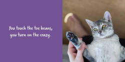 Alternative view 16 of Let Me Knock That Off the Counter for You: And More Everyday Sass from Cats