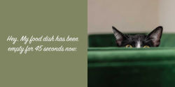 Alternative view 2 of Let Me Knock That Off the Counter for You: And More Everyday Sass from Cats