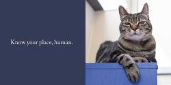 Alternative view 3 of Let Me Knock That Off the Counter for You: And More Everyday Sass from Cats