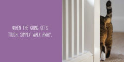 Alternative view 4 of Let Me Knock That Off the Counter for You: And More Everyday Sass from Cats