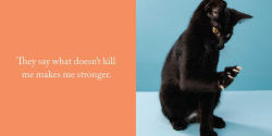 Alternative view 5 of Let Me Knock That Off the Counter for You: And More Everyday Sass from Cats