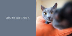 Alternative view 7 of Let Me Knock That Off the Counter for You: And More Everyday Sass from Cats