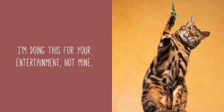 Alternative view 8 of Let Me Knock That Off the Counter for You: And More Everyday Sass from Cats