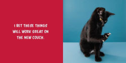 Alternative view 9 of Let Me Knock That Off the Counter for You: And More Everyday Sass from Cats