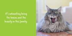 Alternative view 10 of Let Me Knock That Off the Counter for You: And More Everyday Sass from Cats