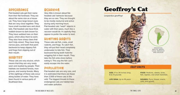 The Big Book of Wild Cats: Fun Animal Facts for Kids