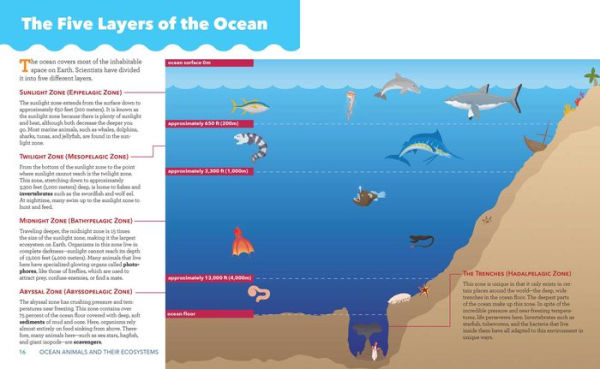 Ocean Animals and Their Ecosystems: A Nature Reference Book for Kids