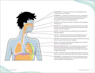 Alternative view 2 of Essential Pranayama: Breathing Techniques for Balance, Healing, and Peace