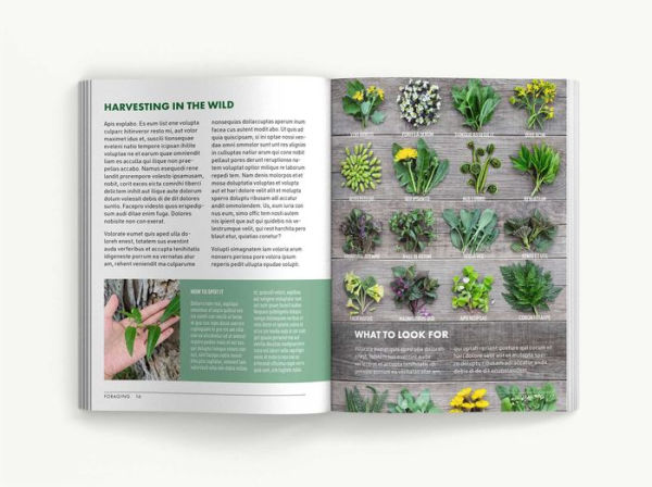 Foraging: An Illustrated Guide to Edible Wild Plants