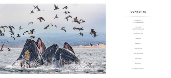 Bay of Life: From Wind to Whales