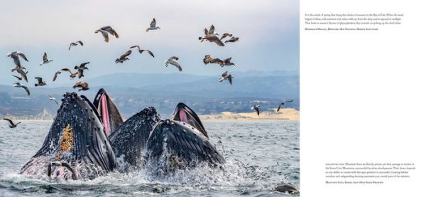 Bay of Life: From Wind to Whales