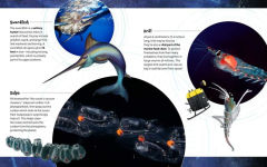Alternative view 6 of Where the Weird Things Are: An Ocean Twilight Zone Adventure (Marine Life Books for Kids, Ocean Books for Kids, Educational Books for Kids)