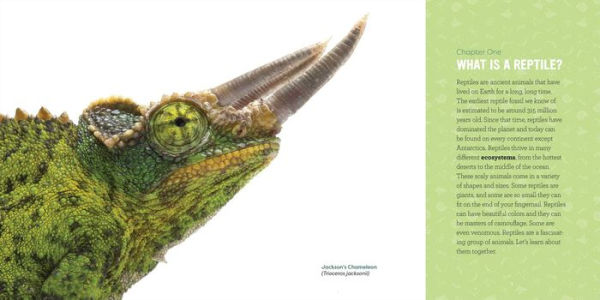 Reptiles for Kids: A Junior Scientist's Guide to Lizards, Amphibians, and Cold-Blooded Creatures